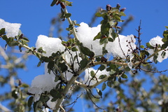 Ceanothus leucodermis