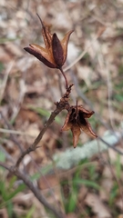 Rhododendron luteum