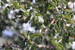 Ceanothus leucodermis