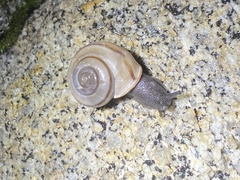 Sonorelix borregoensis