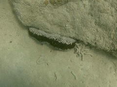 Holothuria mexicana