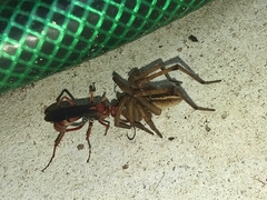Tachypompilus ferrugineus
