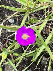 Calandrinia menziesii