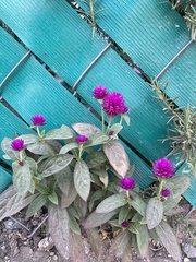 Gomphrena globosa