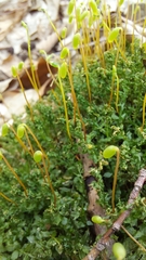 Plagiomnium undulatum