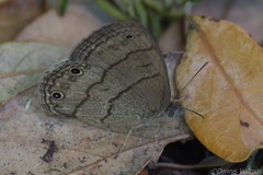 Hermeuptychia sosybius
