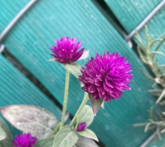 Gomphrena globosa