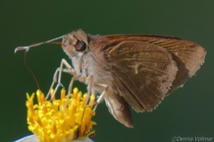 Cymaenes tripunctus