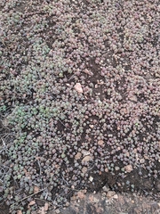 Sedum nuttallii