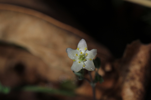Image of Enemion stipitatum by no rights reserved