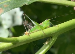 Conocephalus ochrotelus