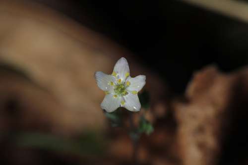 Image of Enemion stipitatum by no rights reserved