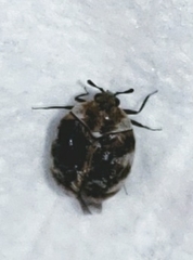 Anthrenus scrophulariae