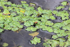 Hydrocotyle ranunculoides