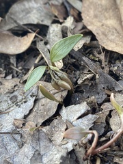Claytonia caroliniana