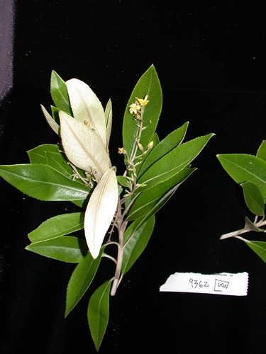 Corokia collenettei