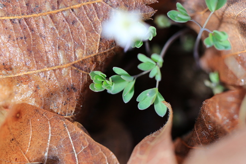 Image of Enemion stipitatum by no rights reserved