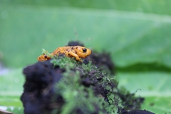 Brachycephalus ephippium