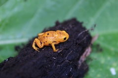Brachycephalus ephippium