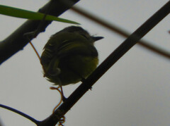 Myiornis auricularis