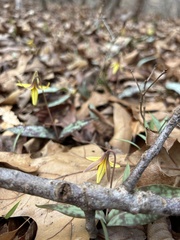 Erythronium umbilicatum