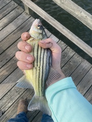 Morone mississippiensis