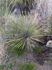 Yucca constricta