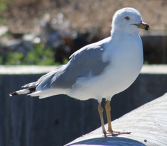Larus delawarensis