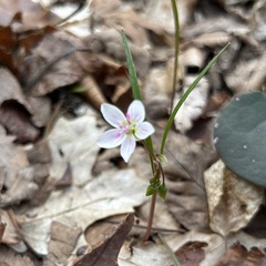 Claytonia virginica