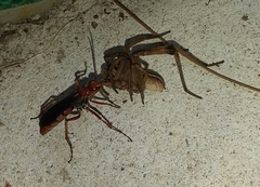 Tachypompilus ferrugineus