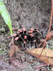 Megaphobema mesomelas