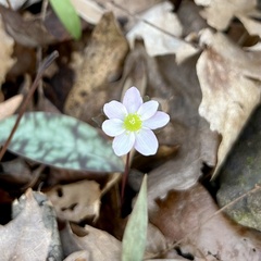 Thalictrum thalictroides