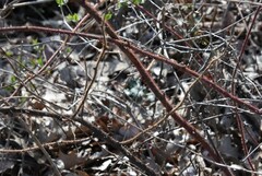 Rubus phoenicolasius