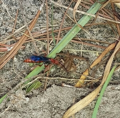 Tachypompilus ferrugineus