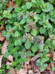 Lamium amplexicaule
