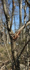 Cerasus