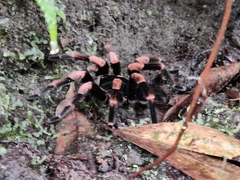 Megaphobema mesomelas