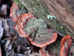 Stereum versicolor