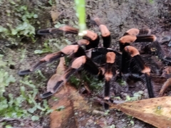 Megaphobema mesomelas