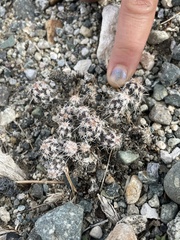 Micropuntia