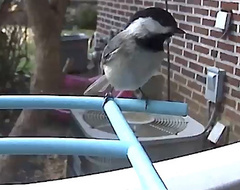 Poecile atricapillus