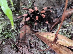 Megaphobema mesomelas