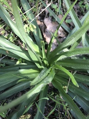 Agave univittata