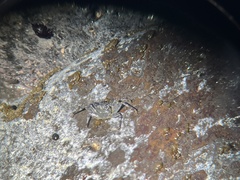 Grapsus tenuicrustatus