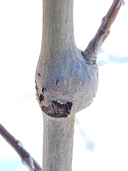 Euhexomyza schineri