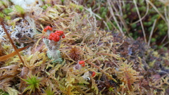 Cladonia pleurota