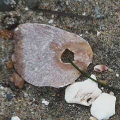 Pododesmus macrochisma