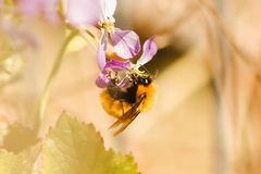 Bombus dahlbomii