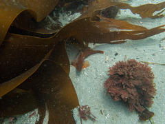 Hexagrammos