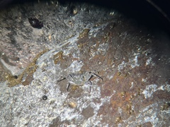 Grapsus tenuicrustatus